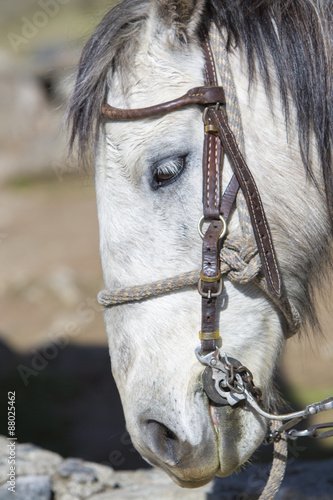 Fototapeta Naklejka Na Ścianę i Meble -  Portrait of a domestic white horse. Merida, Venezuela