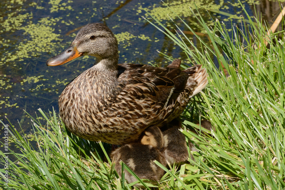 Mother Mallard Duck hen with her brood of ducklings nestled together partially underneath her Mother Mallard Duck hen with her brood of ducklings nestled together partially underneath her