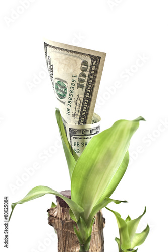 currency plant with growing dollars