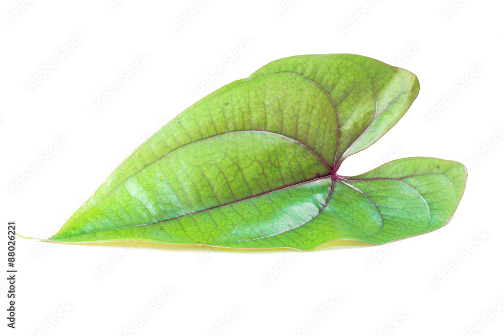 Obraz premium Fresh spinach leaf isolated on white background