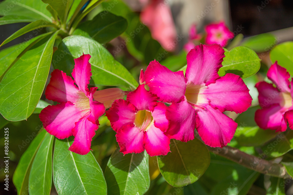 Desert Rose, Impala Lily, Mock Azalea in garden Desert Rose, Impala Lily, Mock Azalea in garden