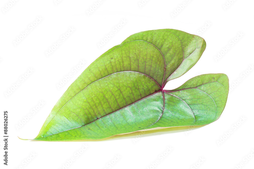 Obraz premium Fresh spinach leaf isolated on white background 