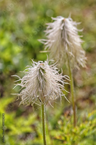 Wild flower  anemone occidentalis achene.