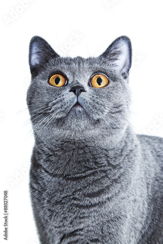British cat with yellow eyes isolated on white background