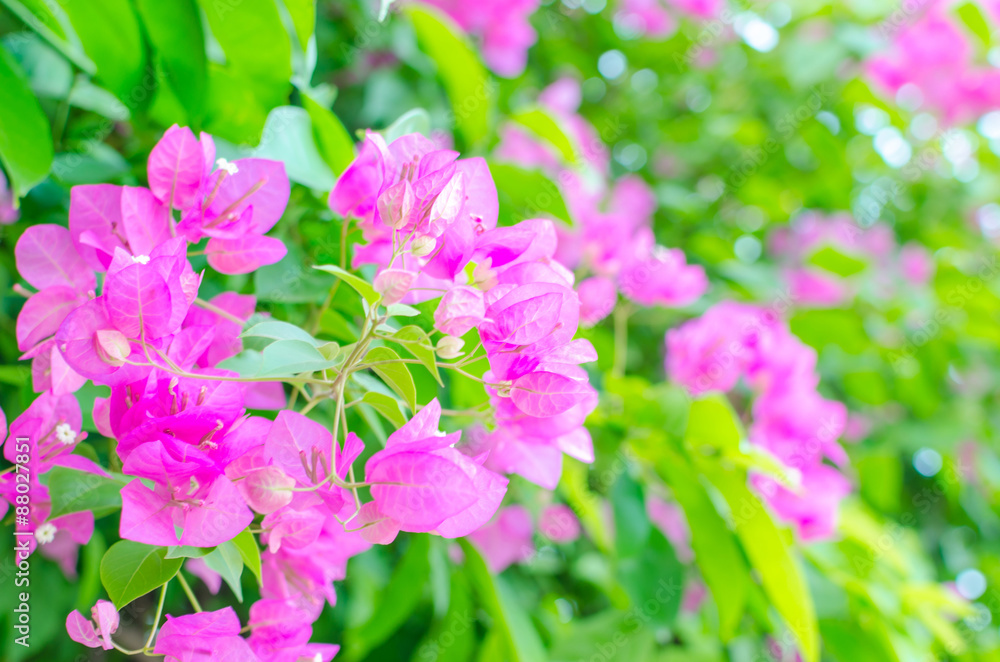 Paper flower or Bougainvillea