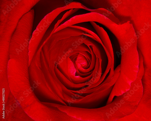 Fototapeta Naklejka Na Ścianę i Meble -  Beautiful red rose close up
