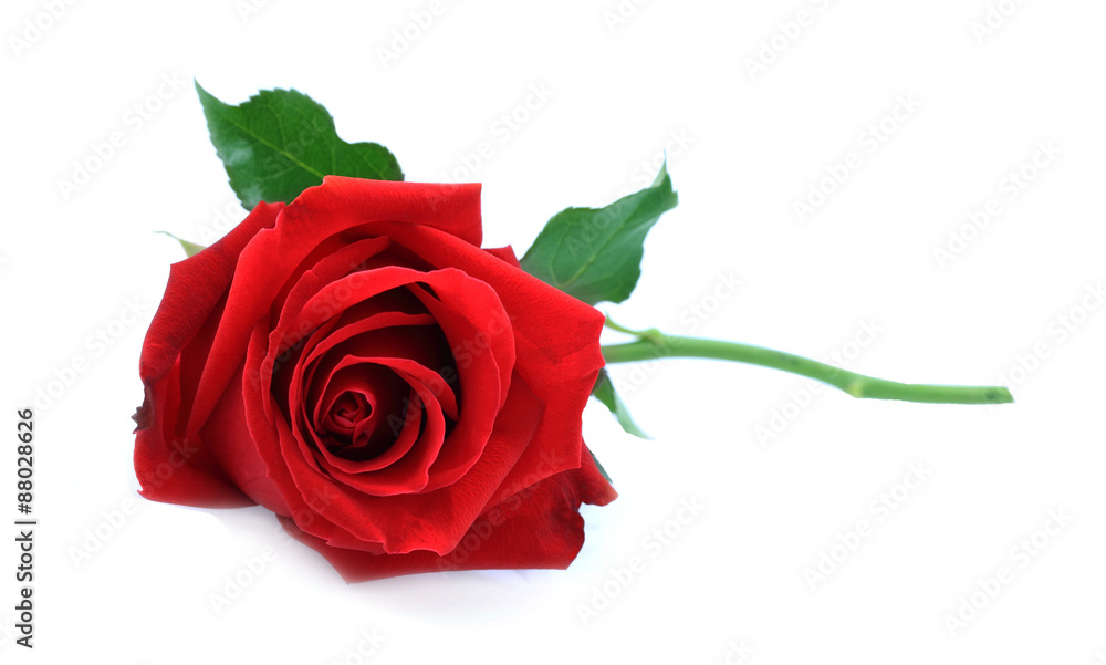 Naklejka premium single red rose, lay down on white table
