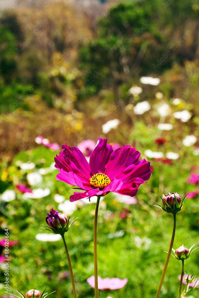 Fototapeta premium Cosmos flower