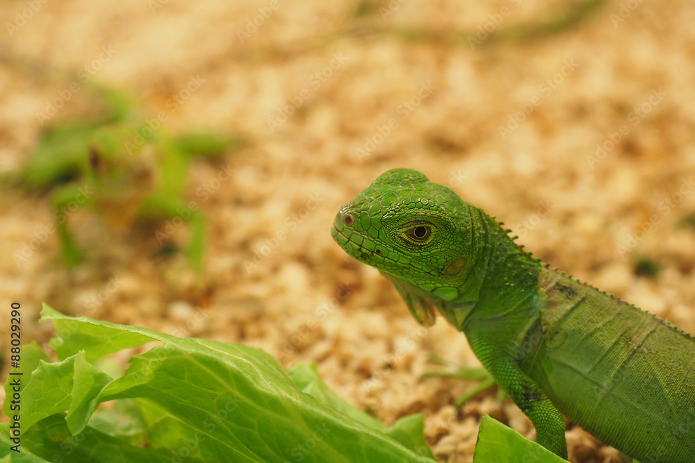 Fototapeta premium One, iguana