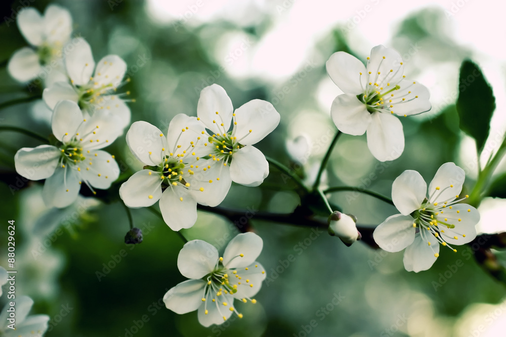 Branch of a blossoming apple-tree Branch of a blossoming apple-tree