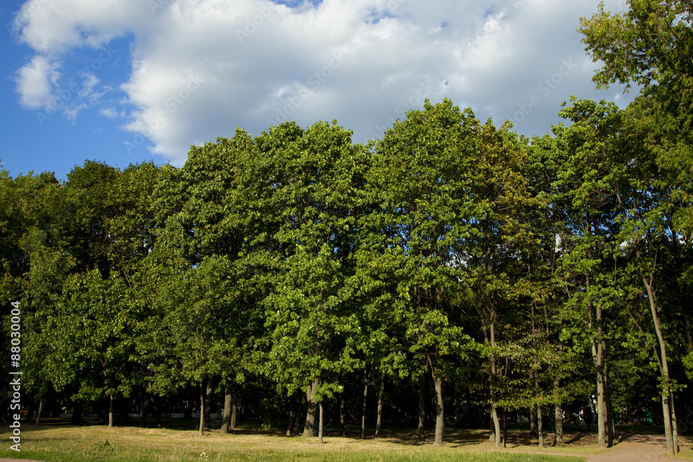 Green forest with blue sky and clouds