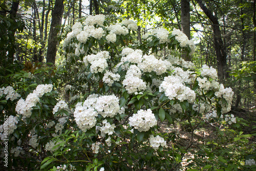 Fototapeta Naklejka Na Ścianę i Meble -  Mountain laurel flowers in springtime, Case Mountain, Manchester