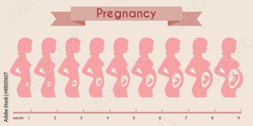 Growth of human fetus with female silhouette in weeks and months