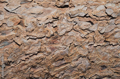 Background of pine tree bark texture