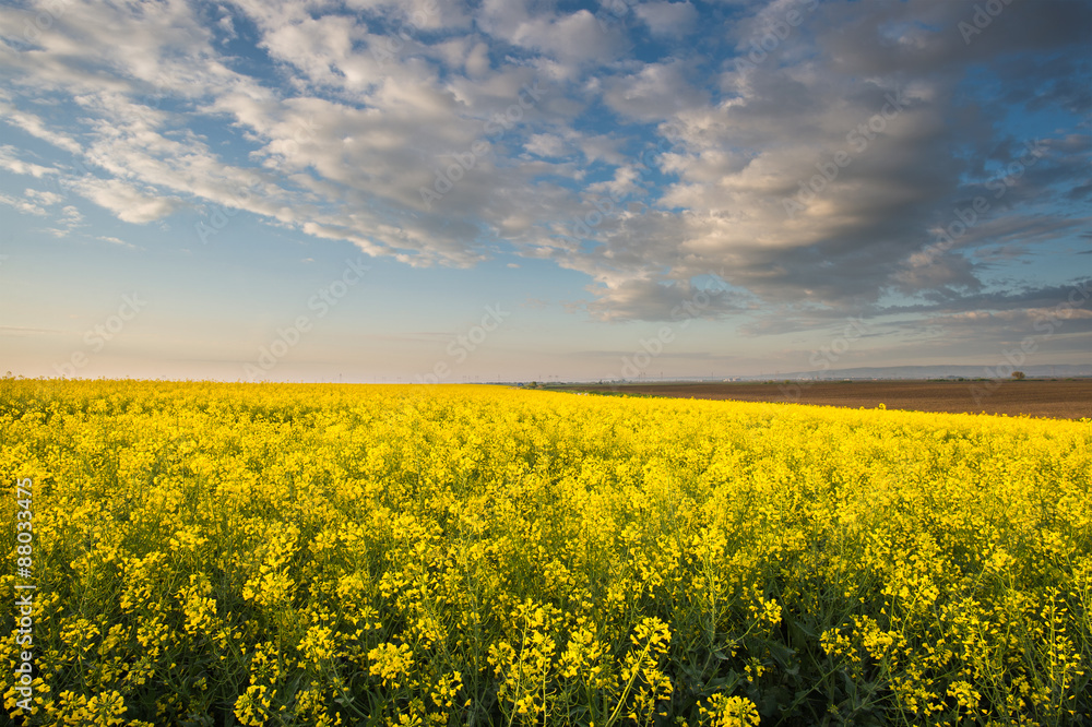 Obraz premium rapeseed field