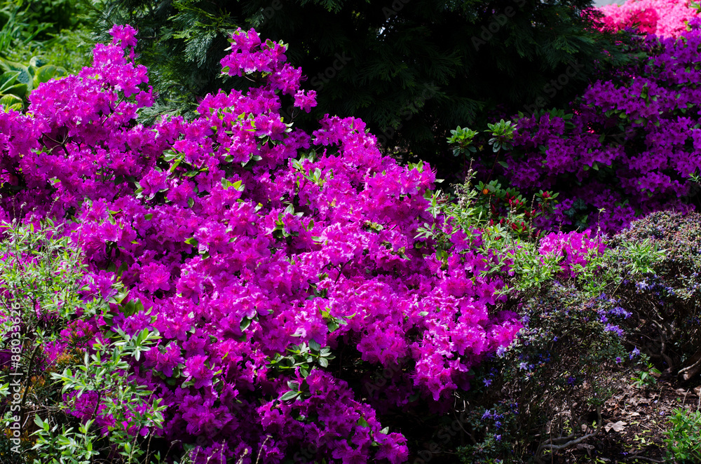 rhododendron