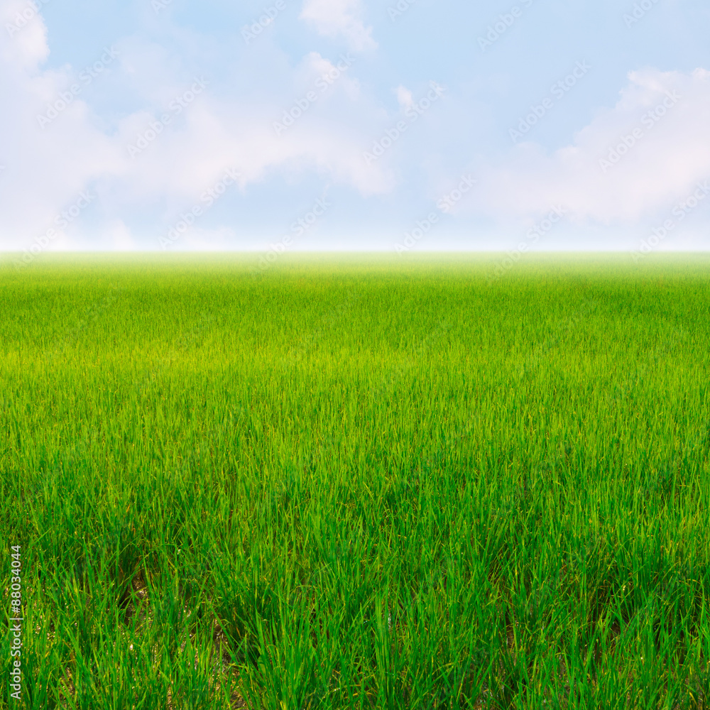 Green rice field and blue sky for background Green rice field and blue sky for background