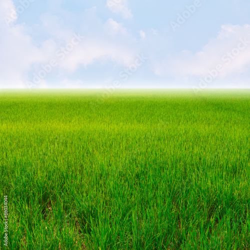 Green rice field and blue sky for background