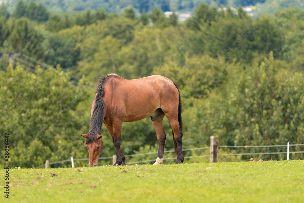 Fototapeta premium Pferd grast auf der Weide