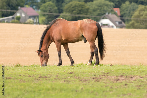 Pferd beim Grasen auf der Weide