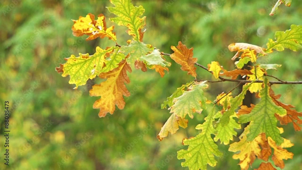 Drying Up Leaves