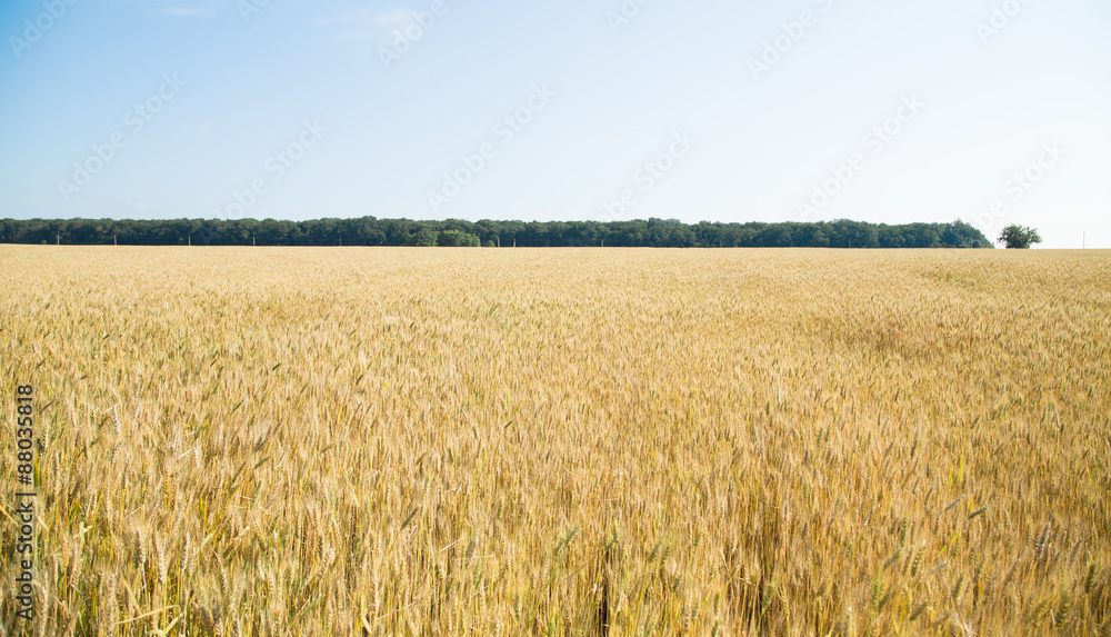 Gold field of wheat