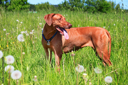 The Rhodesian ridgeback  African lion hound 