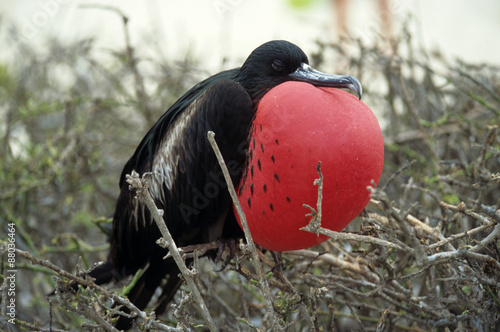 fregate, Fregata minor, male, parade photo