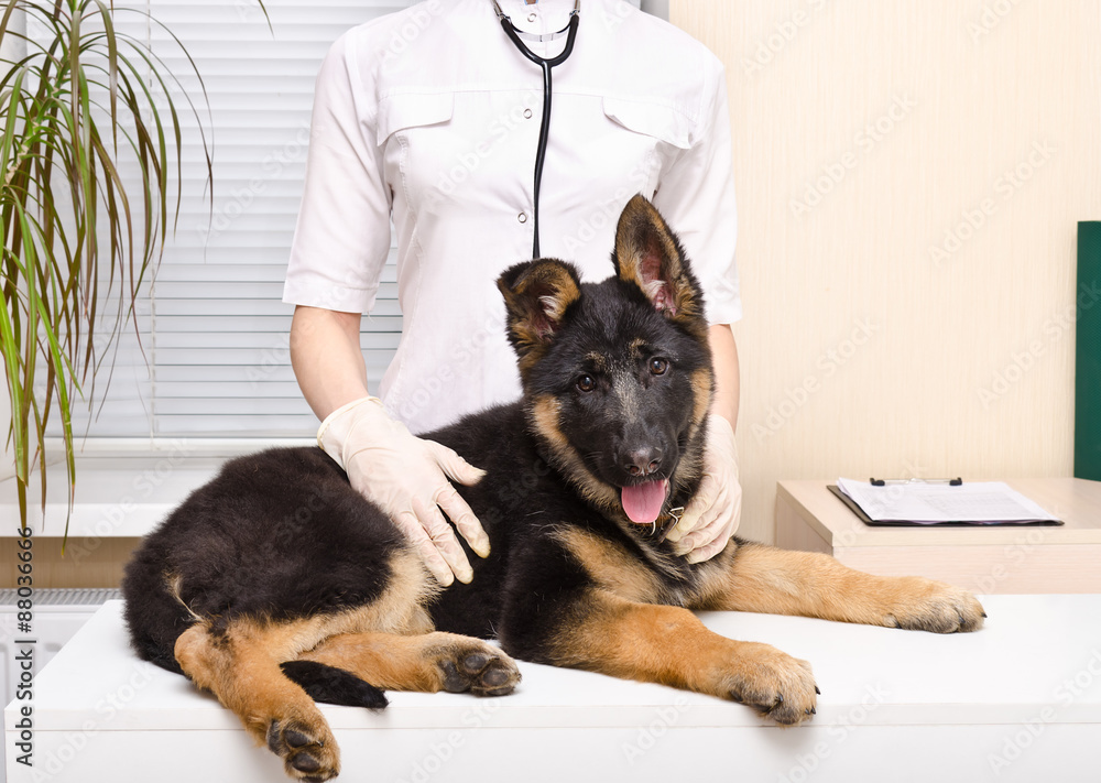 German hot sale shepherd vet