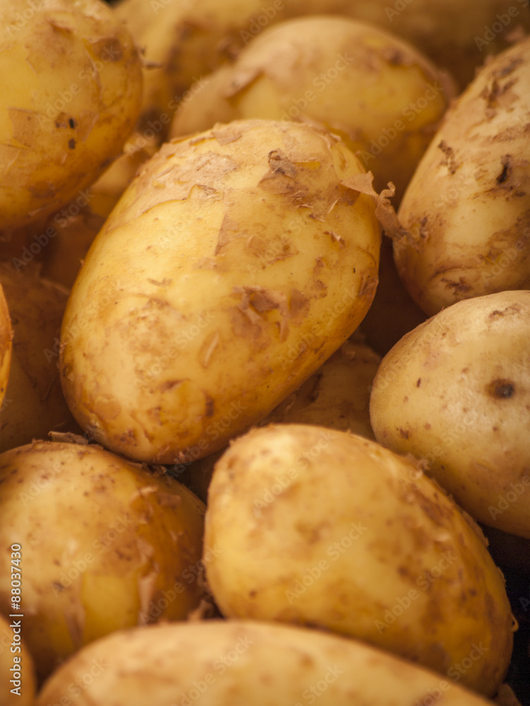 potatoes fresh from the garden close up potatoes fresh from the garden close up