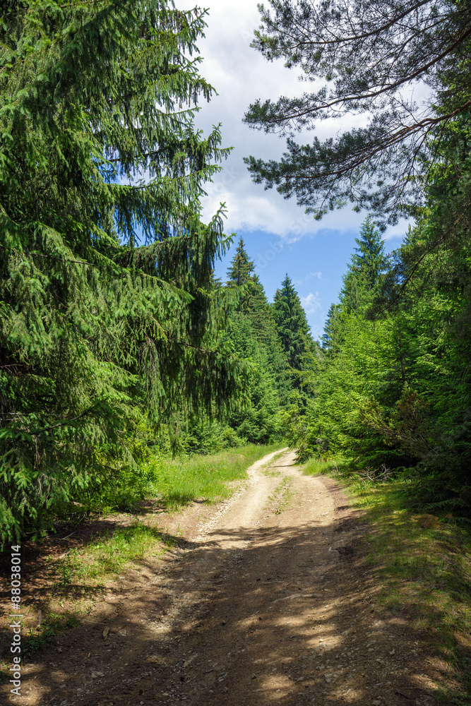 Country road through pine forest