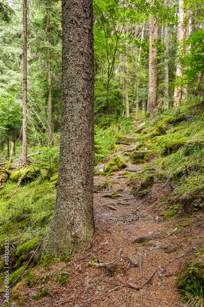 Obraz premium Trail through the forest