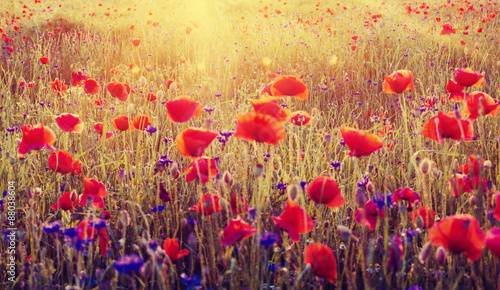 Fototapeta Naklejka Na Ścianę i Meble -  Sunset over poppy meadow 