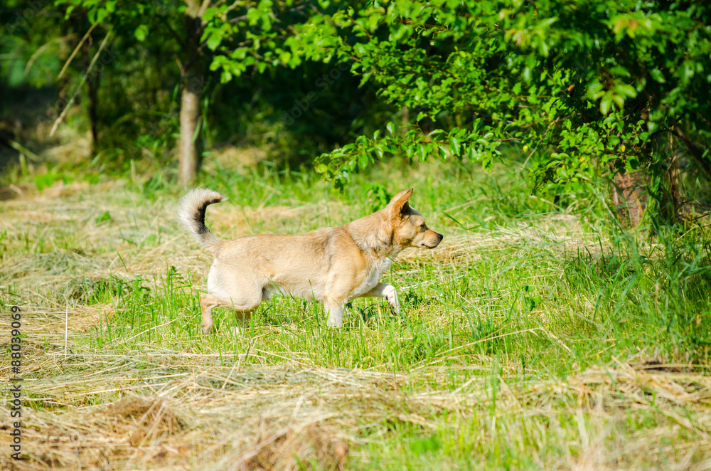 Puppy dog looking for something in a rural garden on a sunny summer day with fresh green grass and trees on the background Puppy dog looking for something in a rural garden on a sunny summer day with fresh green grass and trees on the background