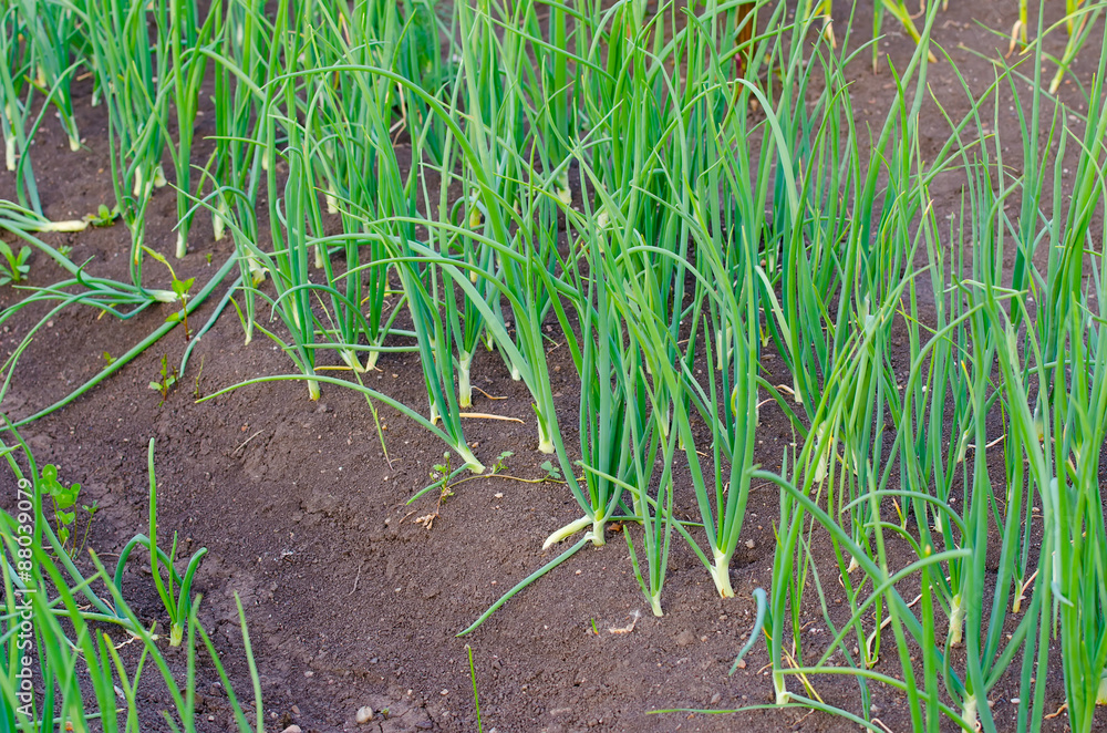 Onion patch in a rural garden with fertile soil suggesting organic home grown healthy vegetables Onion patch in a rural garden with fertile soil suggesting organic home grown healthy vegetables