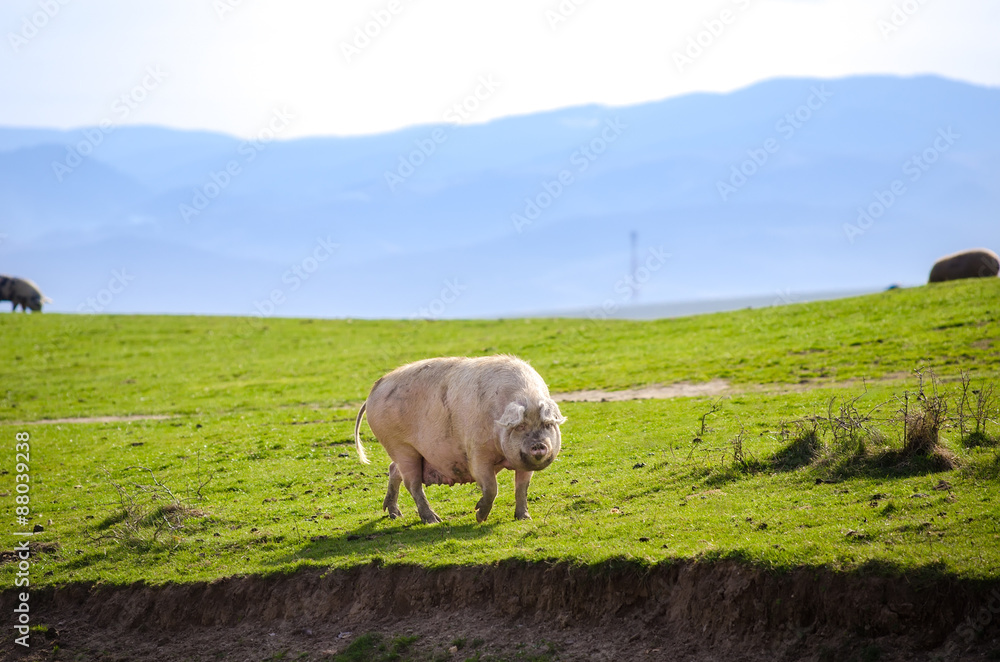 White fat pig on a green dirty hill at a rural farm looking at you and suggesting natural ecological grown domestic animal White fat pig on a green dirty hill at a rural farm looking at you and suggesting natural ecological grown domestic animal