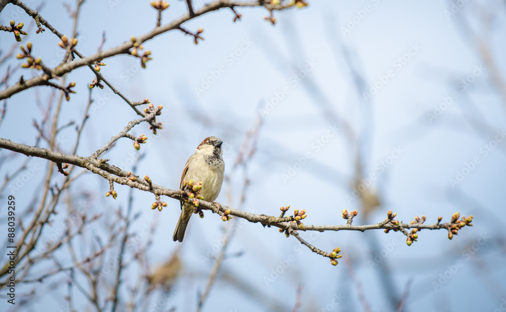 Small bird hanging on a tree branch during a cloudy spring day with buds opening up with the focus on the bird Small bird hanging on a tree branch during a cloudy spring day with buds opening up with the focus on the bird