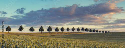 Vintage Photo Of Corn Field Landscape