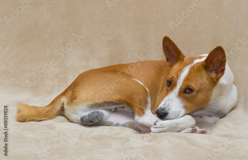 Fototapeta Naklejka Na Ścianę i Meble -  Cute basenji dog resting on a sofa