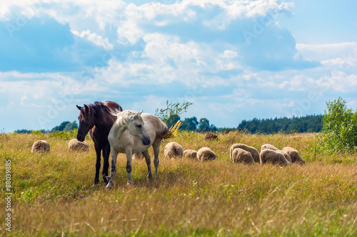 Two horses and sheep grazing on the meadow