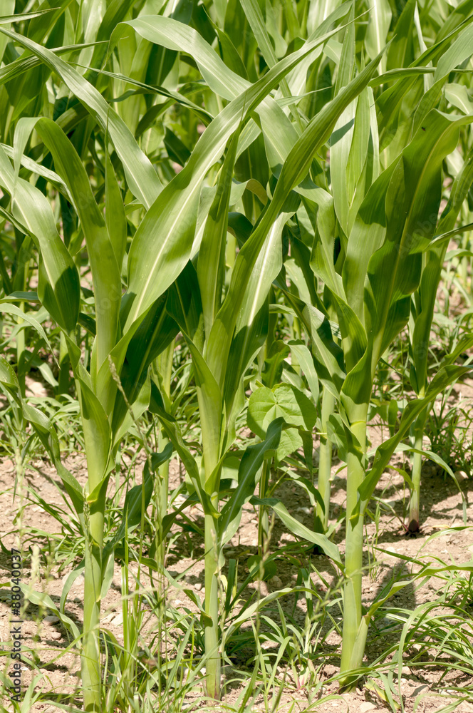corn field agriculture / corn plant corn field agriculture / corn plant