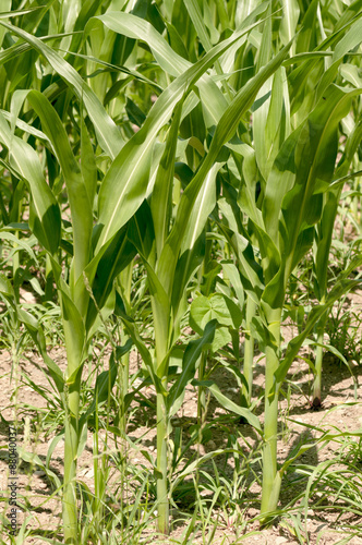 corn field agriculture / corn plant