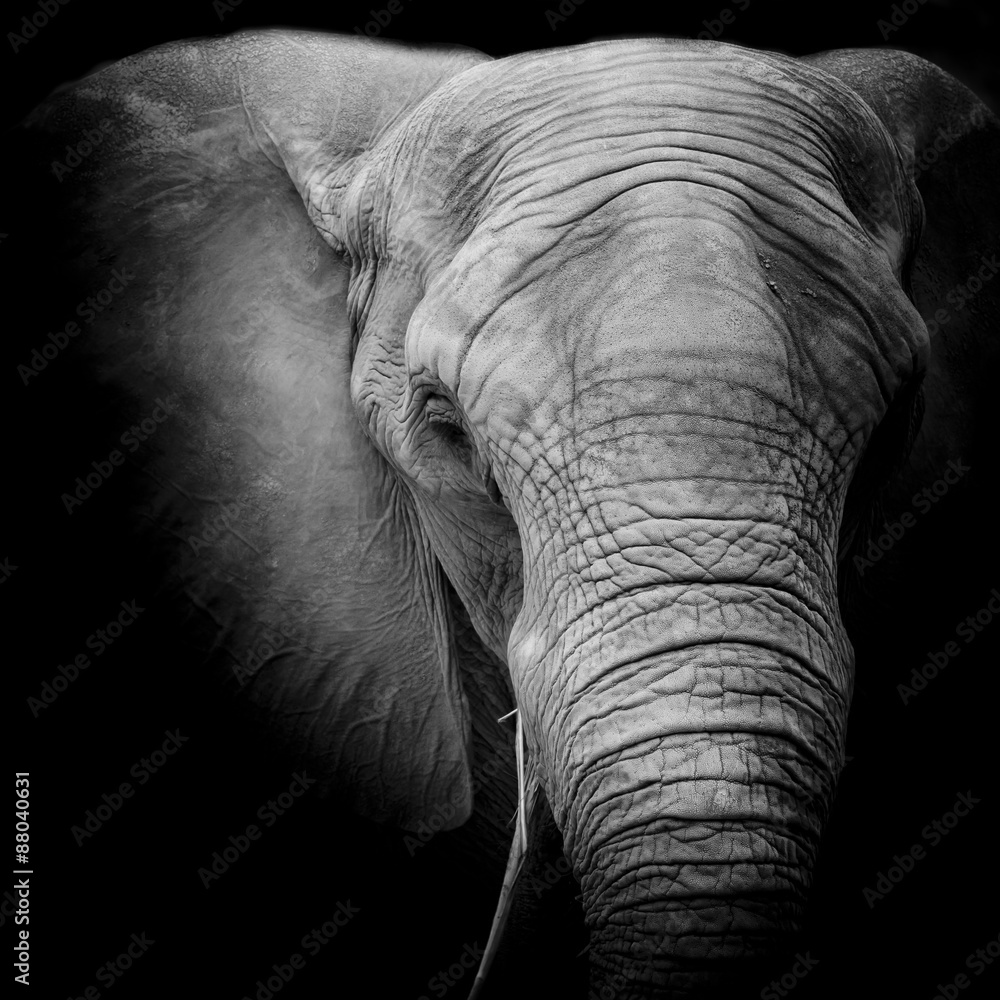 Obraz premium Elephant