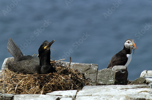 cormoran huppe, Phalacrocorax aristotelis,nid , macareux moine,Fratercula arctica photo