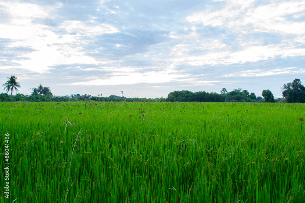 Green of rice in field Green of rice in field