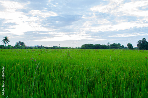Green of  rice in field