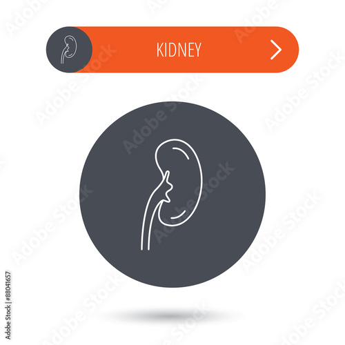 Kidney icon. Transplantation organ sign.