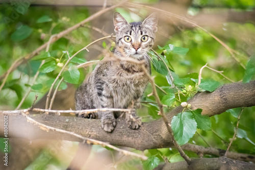 playful cat climbed the tree © Himchenko