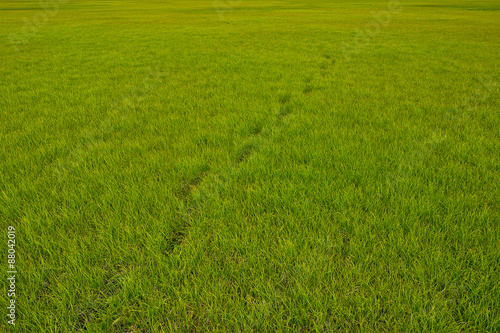 Grass texture with a chain of footprints 
