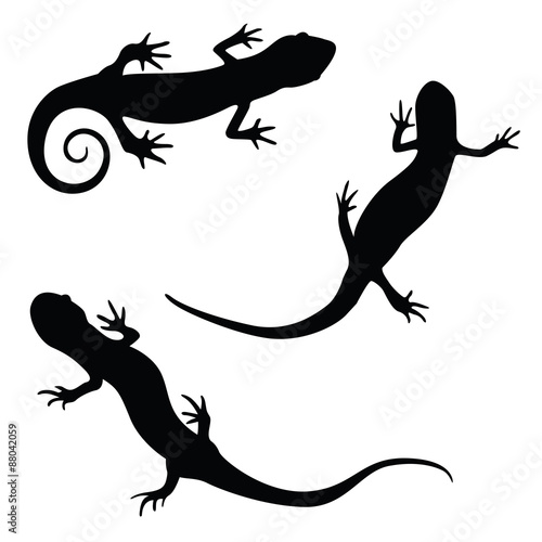 salamander silhouette illustration set photo